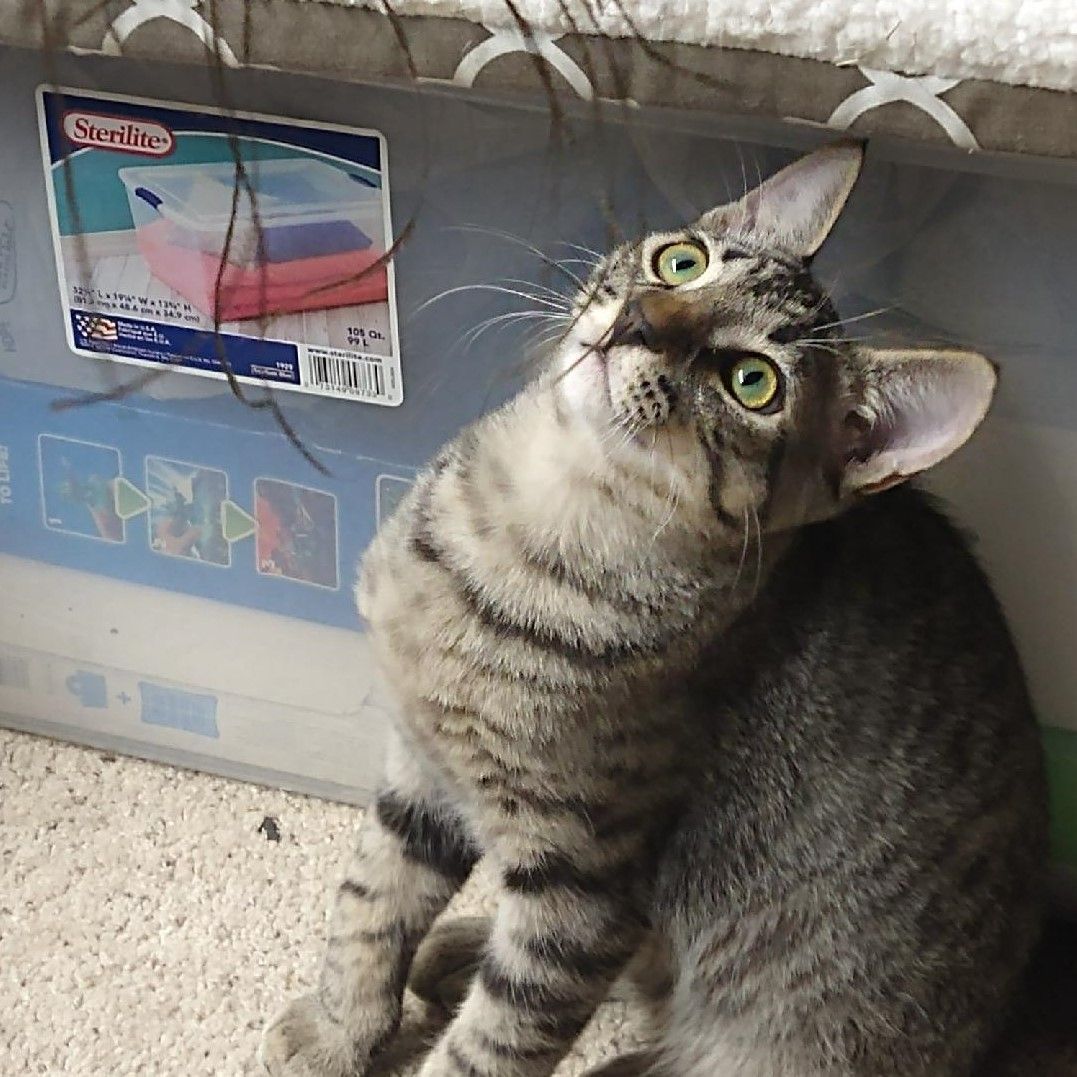 Catrina, a Adopted Tabby in Sacramento, CA image 1/3