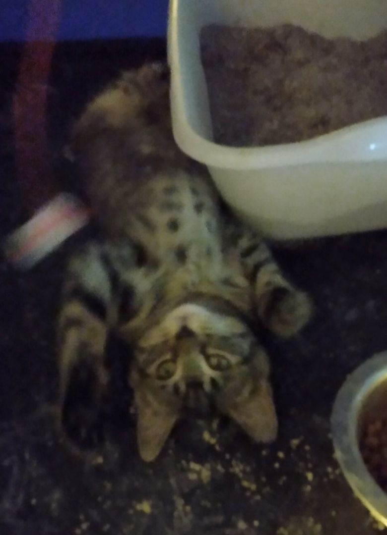 Catrina, a Adopted Tabby in Sacramento, CA image 2/3