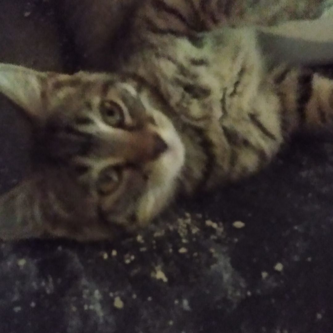 Catrina, a Adopted Tabby in Sacramento, CA image 3/3