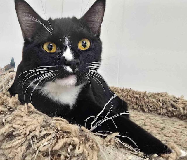 Bria, a Adoptable Domestic Short Hair in Great Falls, MT image 1/2