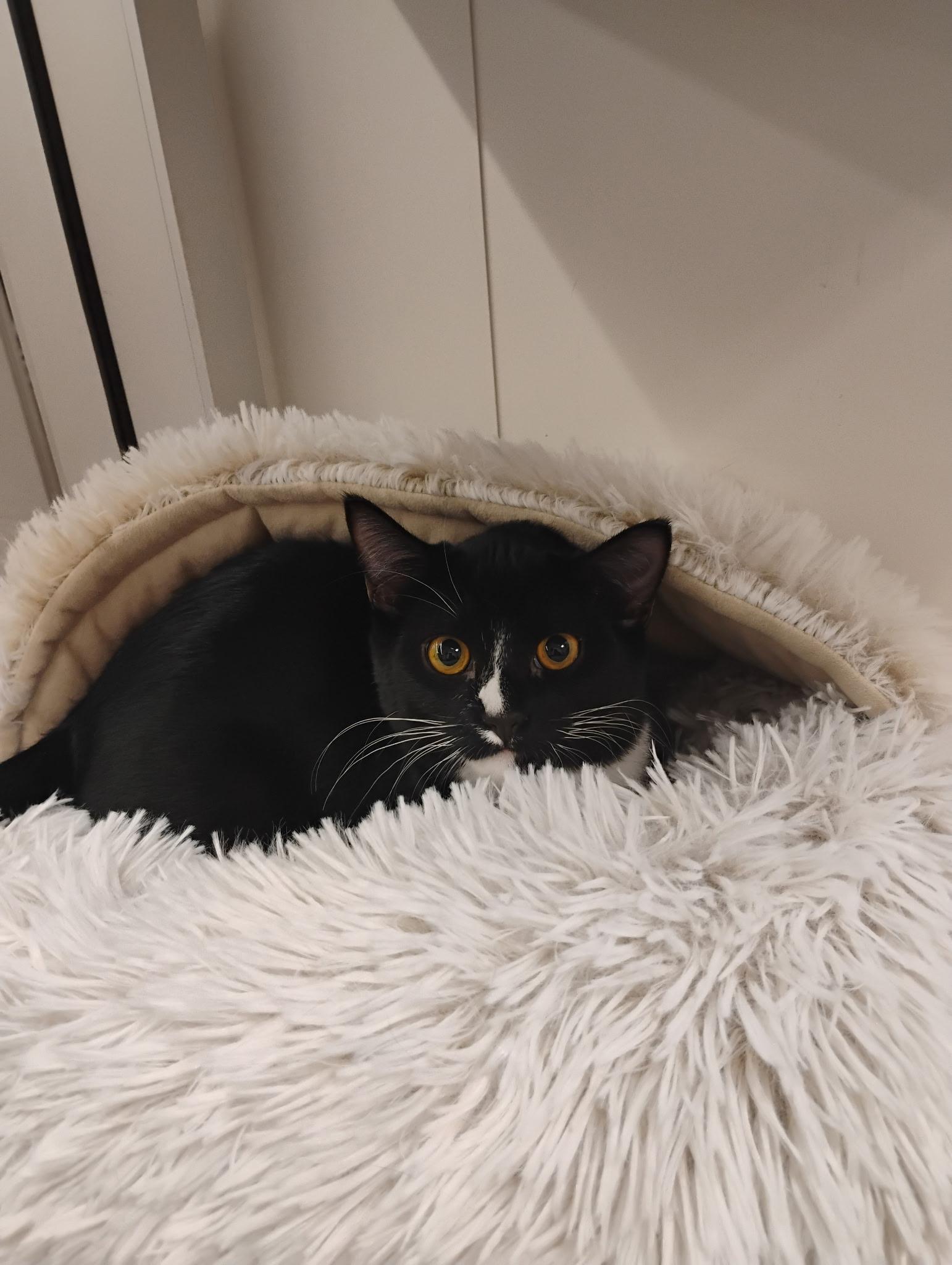 Bria, Adoptable, Young Female Domestic Short Hair.