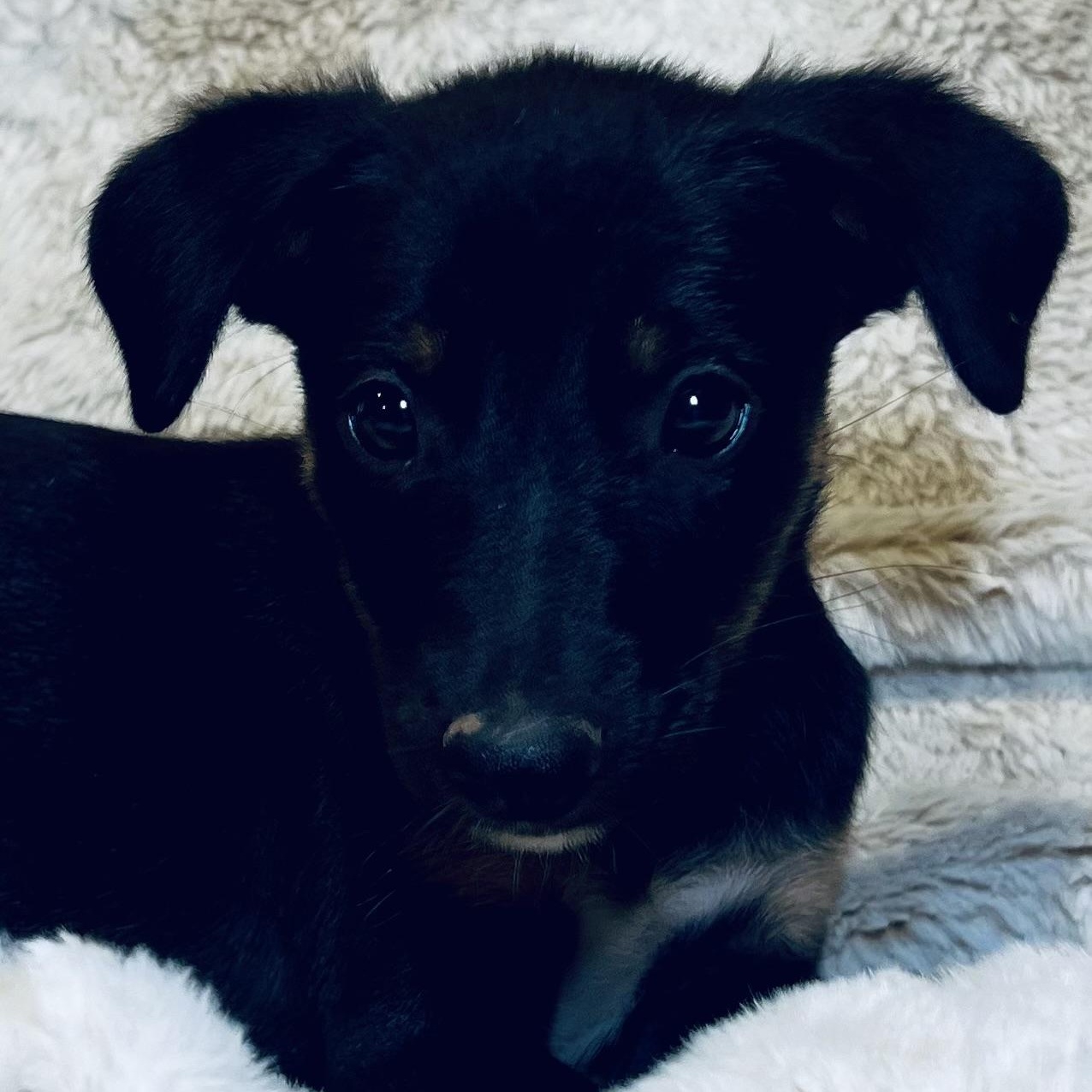 Miss Snuggle!, Baby Female Mixed Breed
