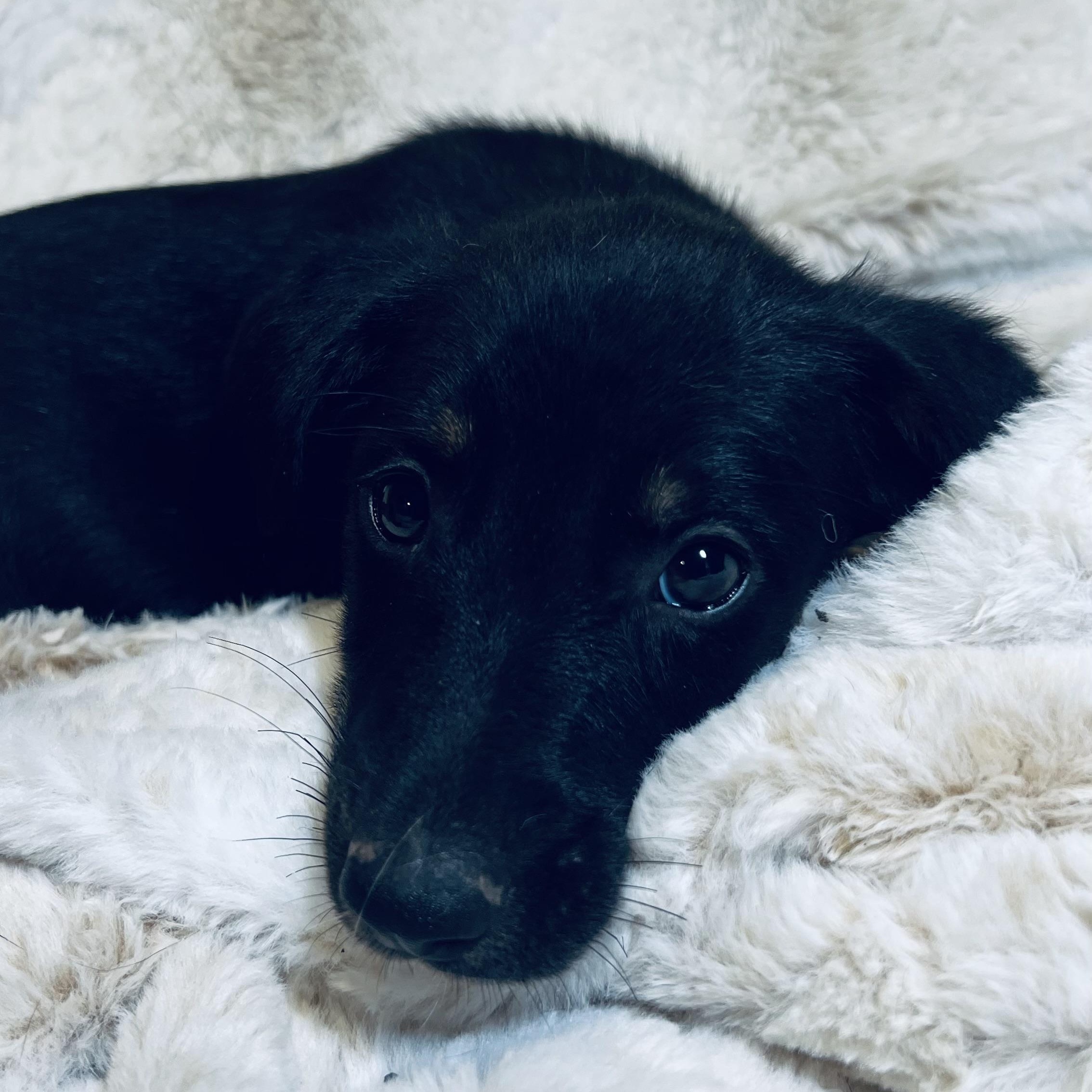 Miss Snuggle! photo 4