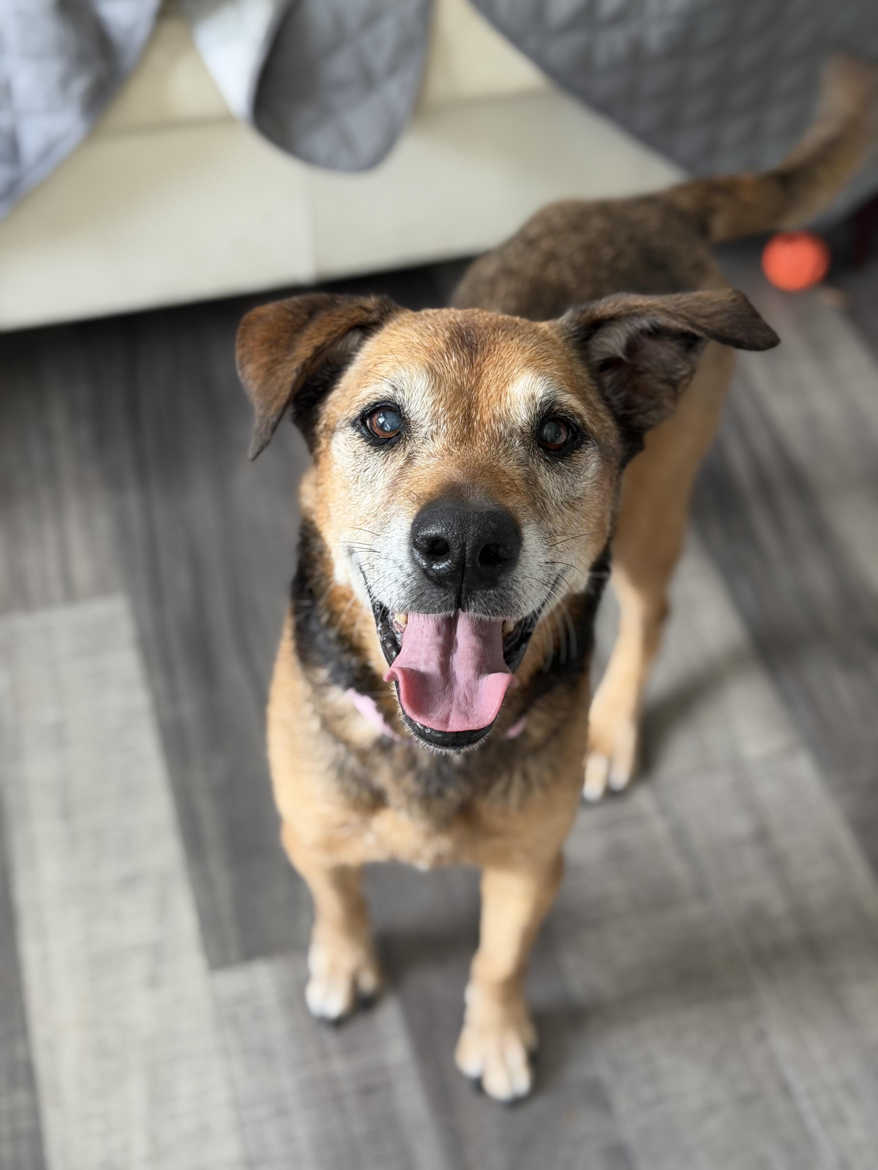 Enlarge Leni, a Adoptable mixed breed in Mahwah, NJ image 2/6