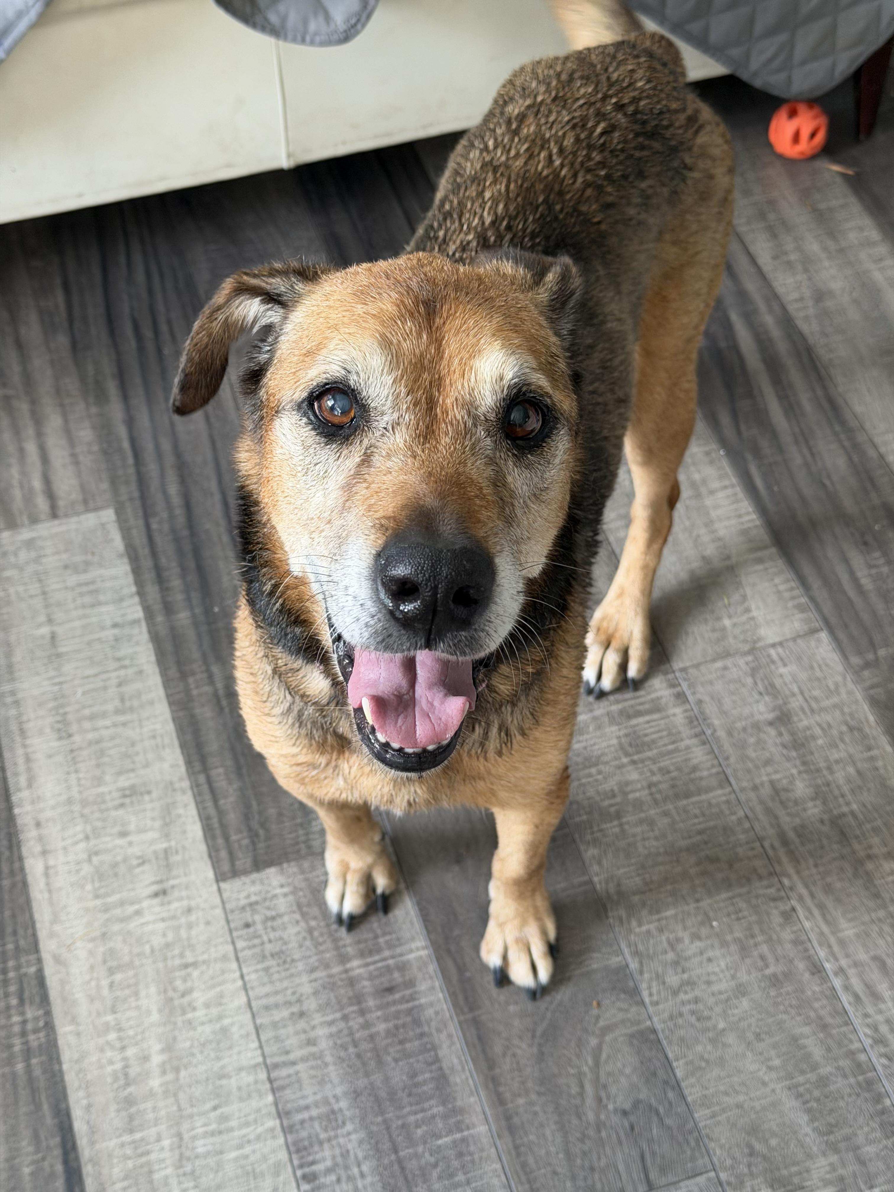 Leni, Adoptable, Senior Female Hound & Shepherd.