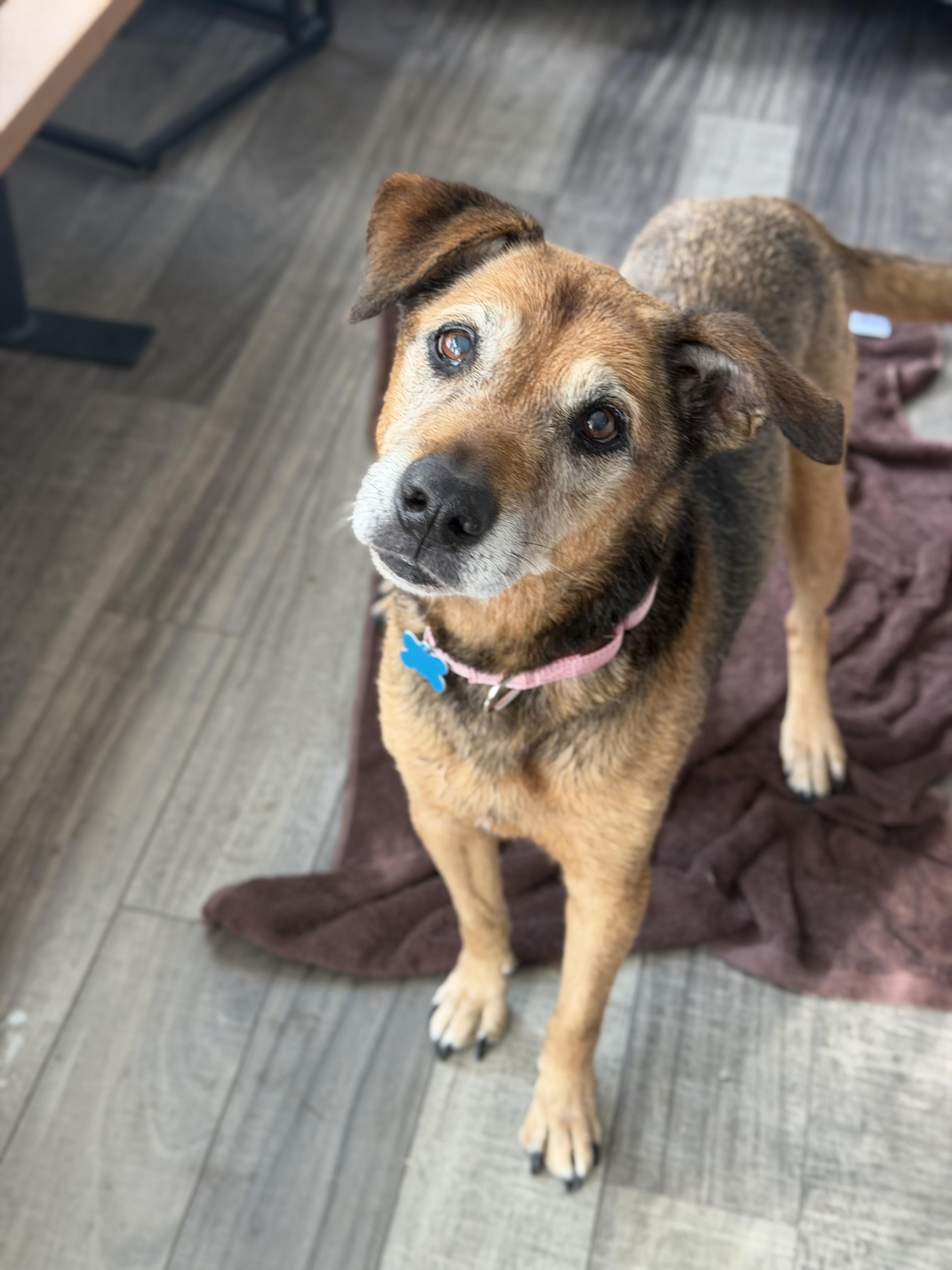 Enlarge Leni, a Adoptable mixed breed in Mahwah, NJ image 5/6