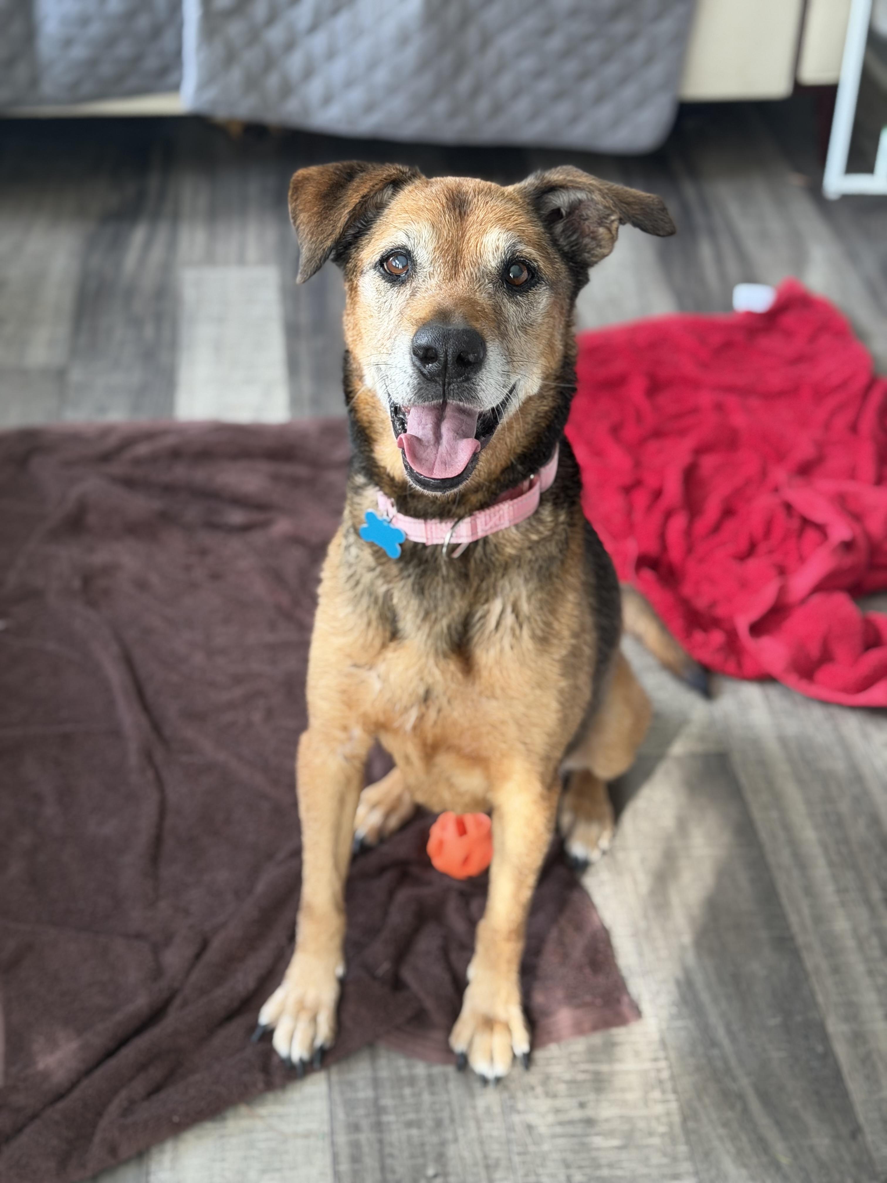 Enlarge Leni, a Adoptable mixed breed in Mahwah, NJ image 3/6