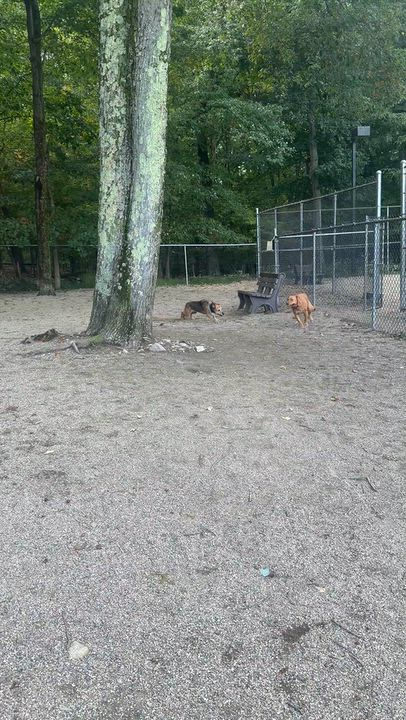 Enlarge Leni, a Adoptable mixed breed in Mahwah, NJ video 6/6