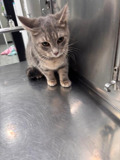 Lisa, Adoptable, Adult Female Domestic Short Hair & Domestic Short Hair.