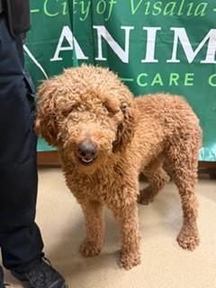 Lenard-177843, ADOPTABLE, Adult Male Standard Poodle.