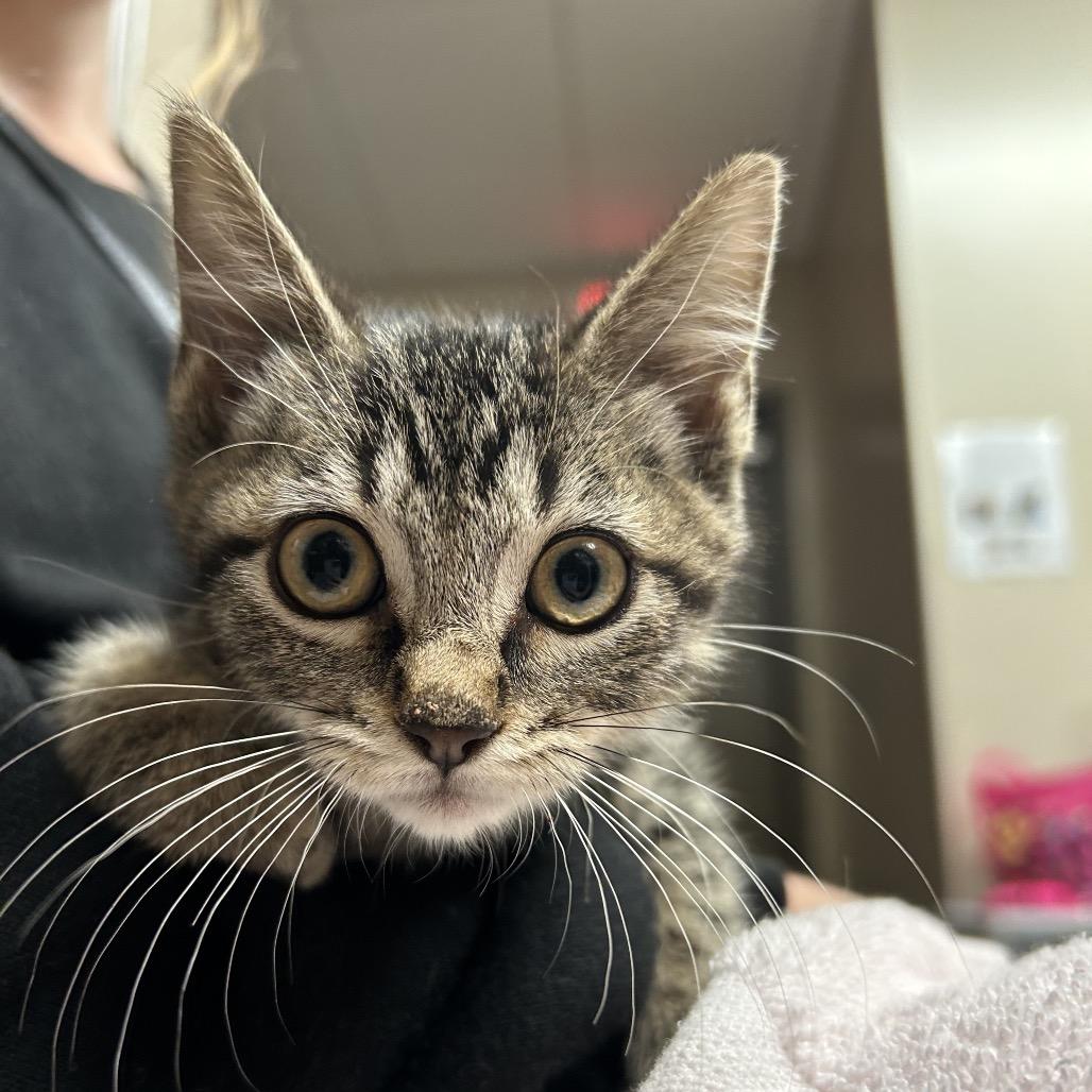 Enlarge Harmony, a Adoptable Domestic Short Hair in Norfolk, NE image 1/1