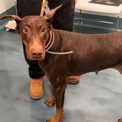 Enlarge 7931 Bambi, a Adoptable Doberman Pinscher in Sandown, NH image 1/1
