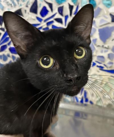 CADBURY, Adoptable, Young Male Domestic Short Hair.