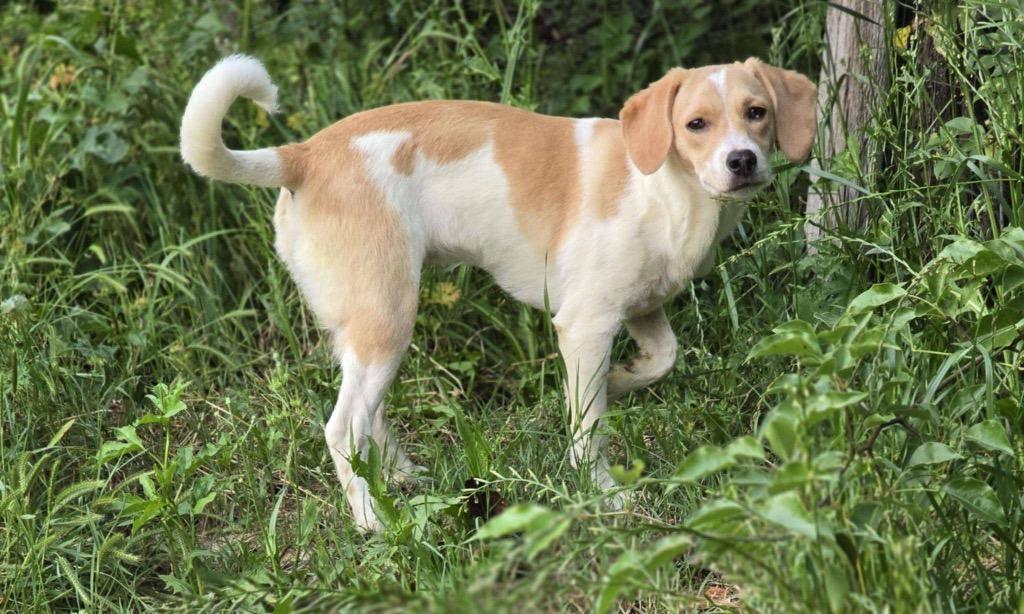 Jazz, a Adoptable mixed breed in Gorham, ME image 2/4
