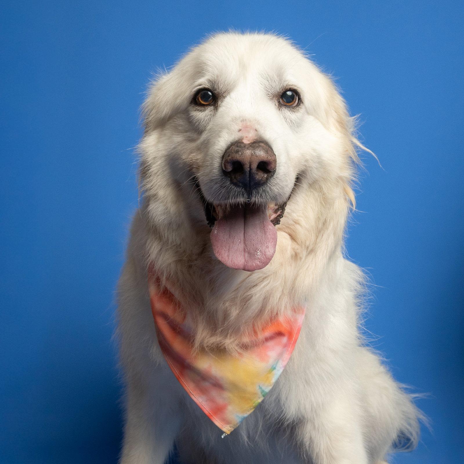 Enlarge William, a Adoptable Great Pyrenees in Richardson, TX image 1/1