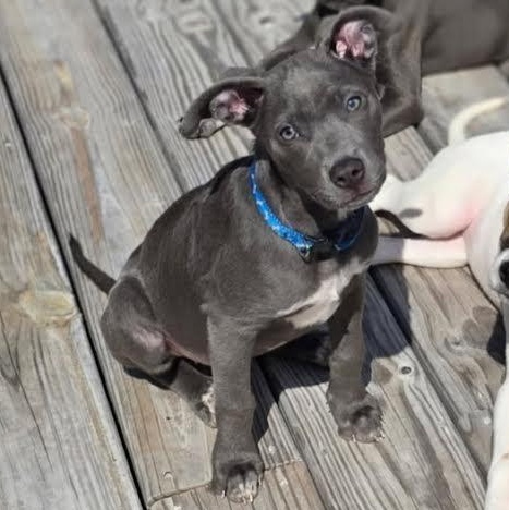 Belle, a Adoptable mixed breed in Hagerstown, MD image 4/5