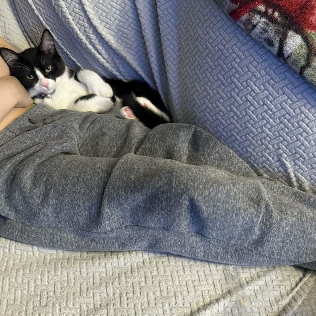 Enlarge Jack (bonded with Sally), an adopted Domestic Short Hair in Port Washington, WI image 3/6