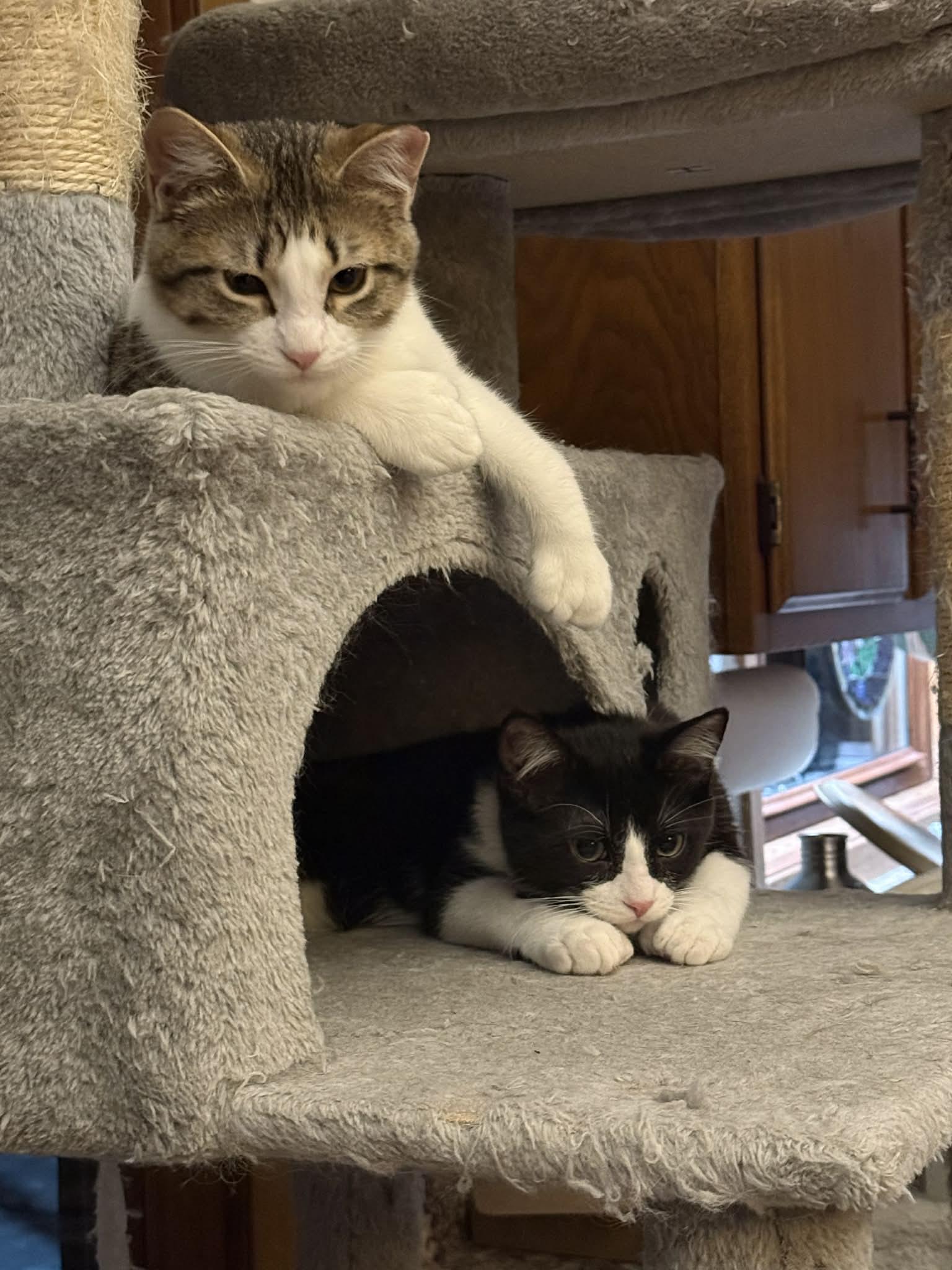 Enlarge Jack (bonded with Sally), an adopted Domestic Short Hair in Port Washington, WI image 5/6