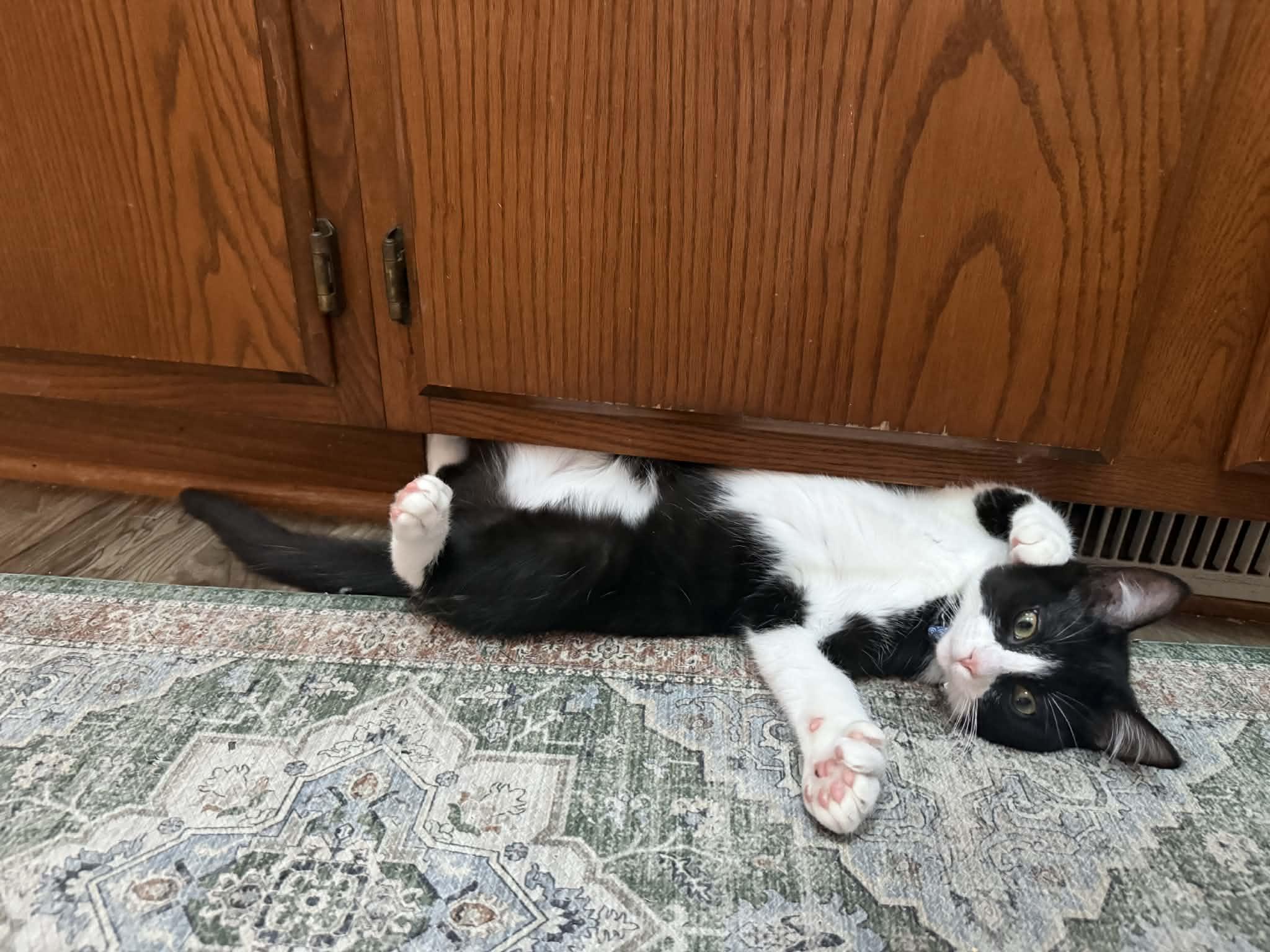 Enlarge Jack (bonded with Sally), an adopted Domestic Short Hair in Port Washington, WI image 2/6