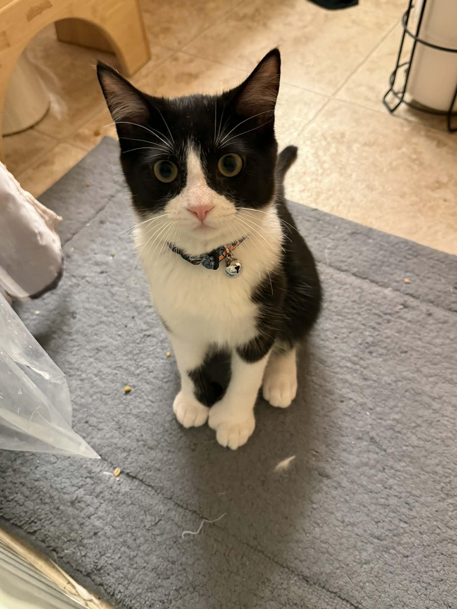 Enlarge Jack (bonded with Sally), an adopted Domestic Short Hair in Port Washington, WI image 1/6