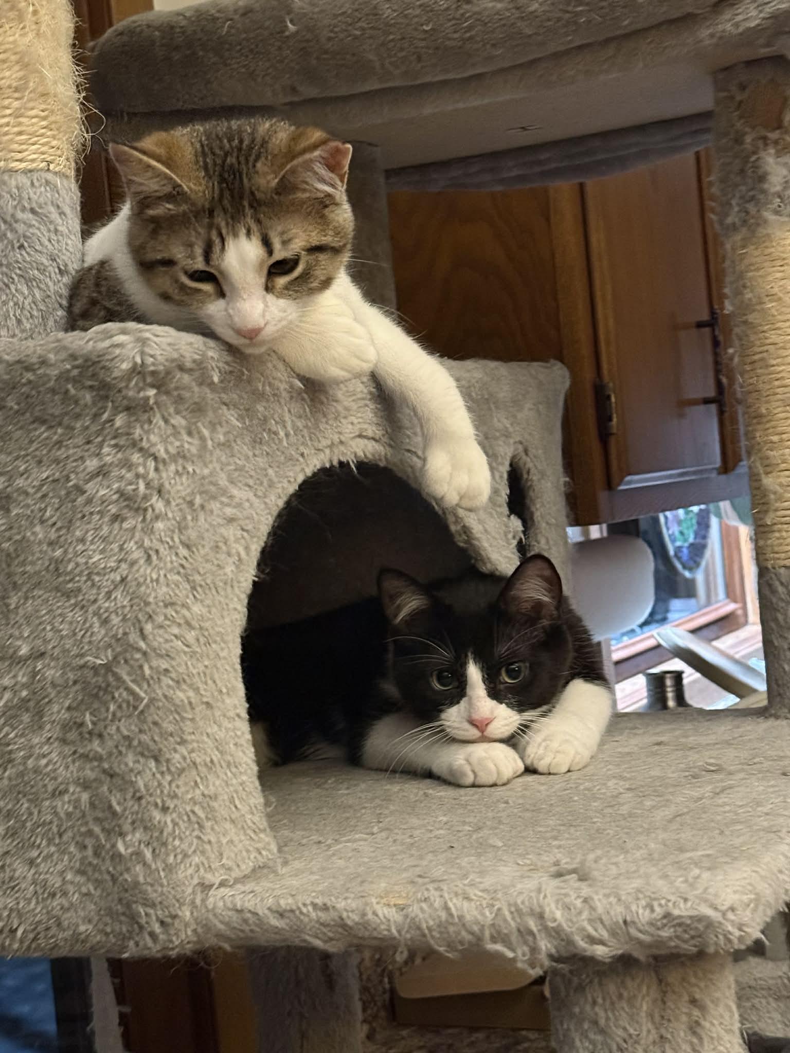 Enlarge Jack (bonded with Sally), an adopted Domestic Short Hair in Port Washington, WI image 6/6