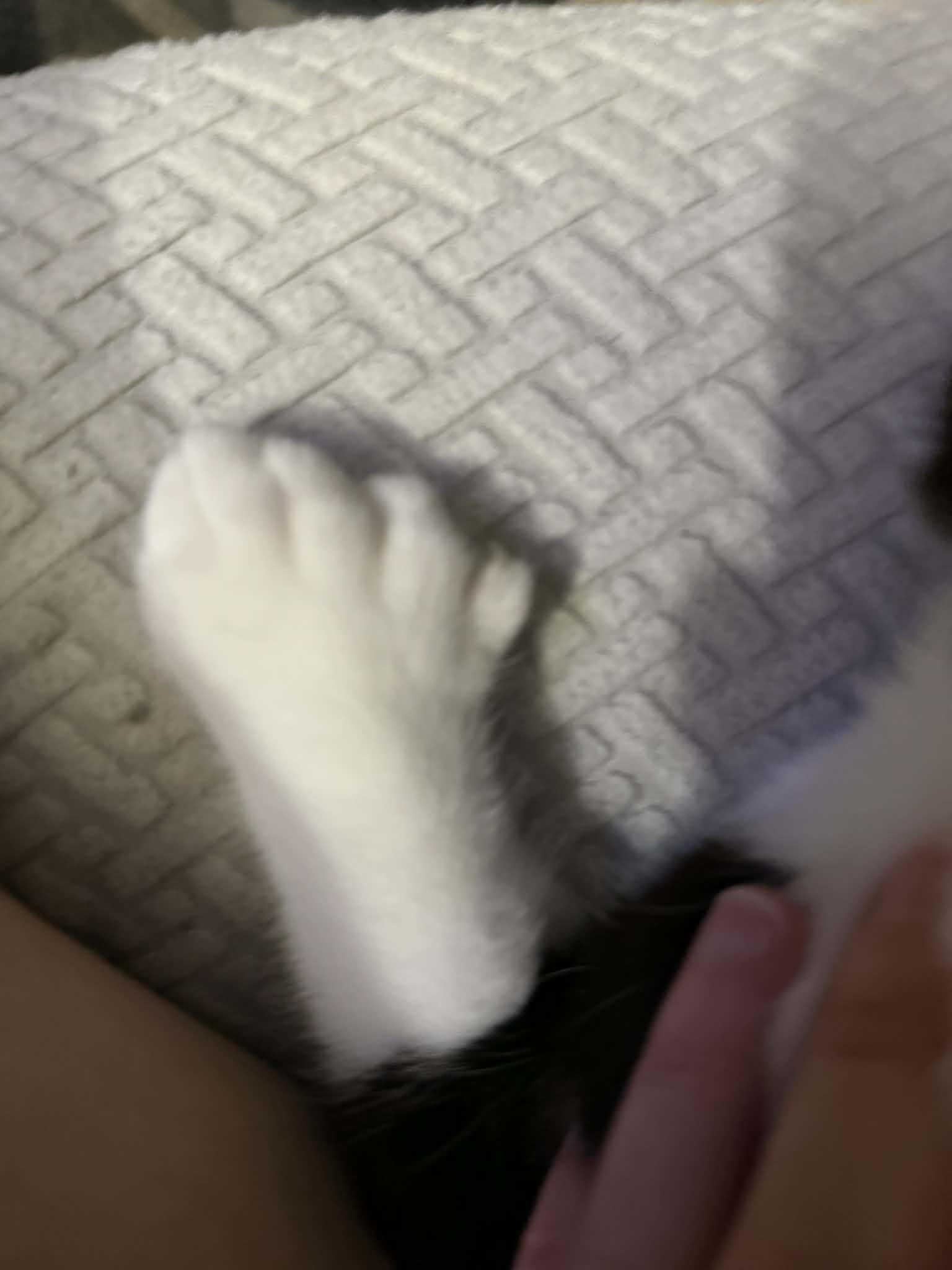 Enlarge Jack (bonded with Sally), an adopted Domestic Short Hair in Port Washington, WI image 4/6