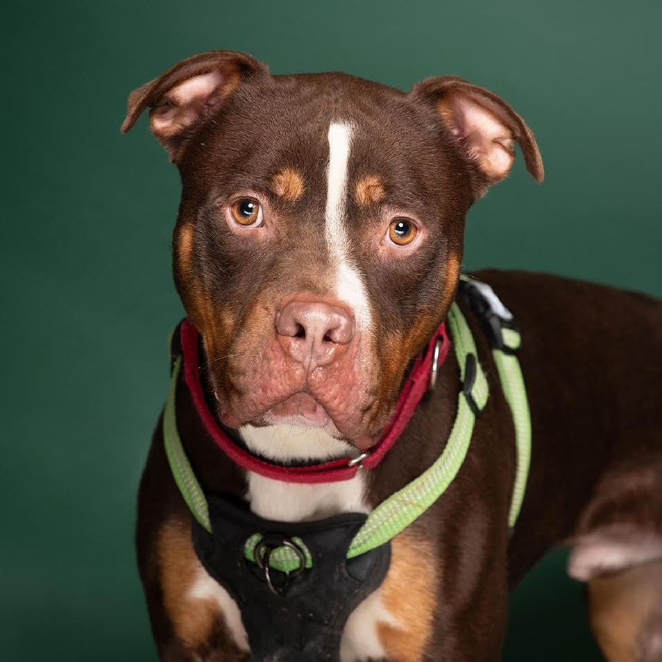 Enlarge Brock, a Adoptable mixed breed in West Jefferson, OH image 1/6
