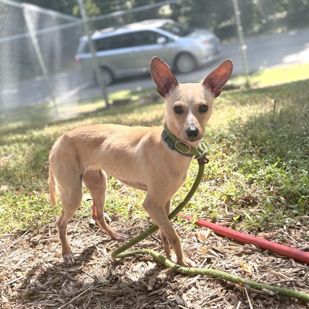 Aries, Adoptable, Adult Male Chihuahua & Dachshund.