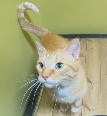 Enlarge Chip, a Adopted Tabby in Columbia, KY image 1/6