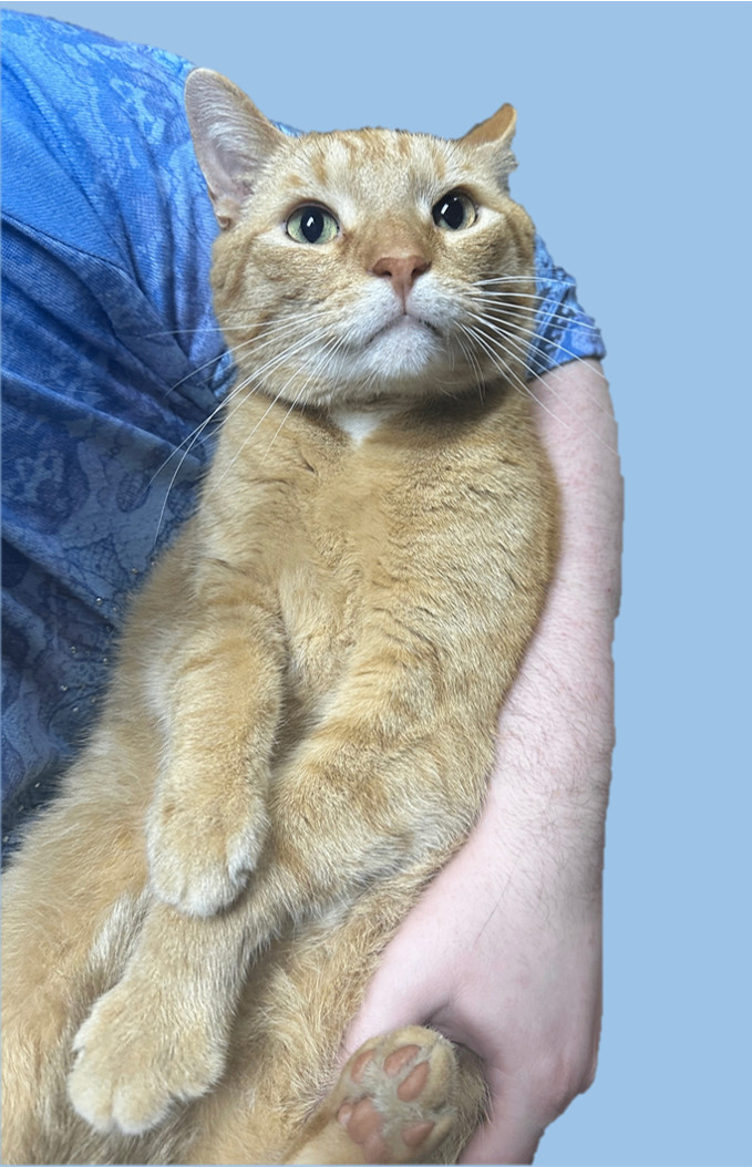Enlarge Chip, a Adopted Tabby in Columbia, KY image 2/6