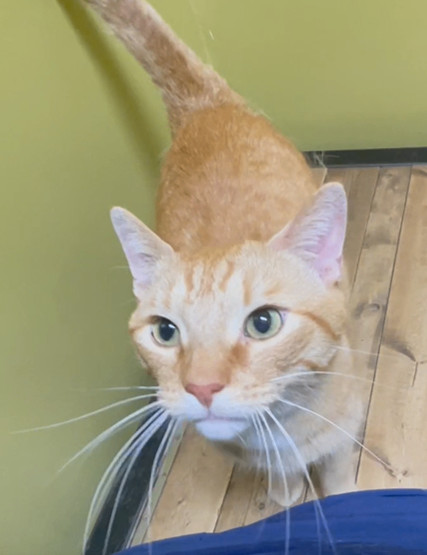 Enlarge Chip, a Adopted Tabby in Columbia, KY image 3/6