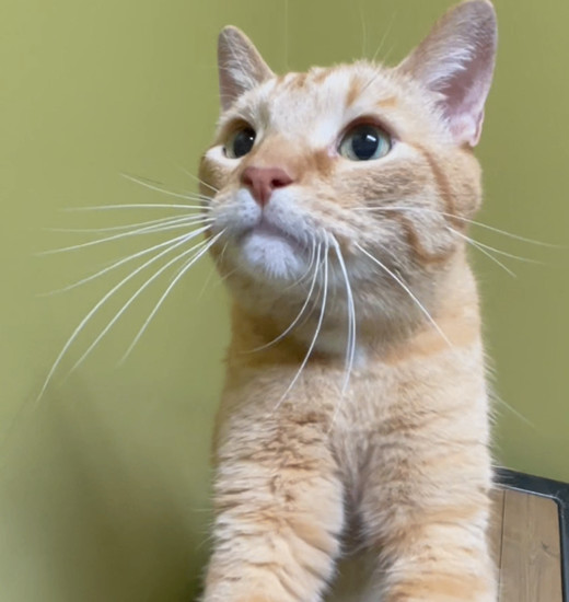 Enlarge Chip, a Adopted Tabby in Columbia, KY image 4/6