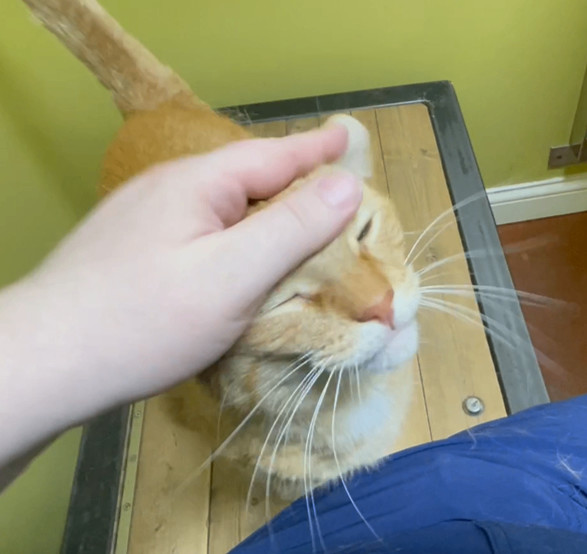 Enlarge Chip, a Adopted Tabby in Columbia, KY image 5/6