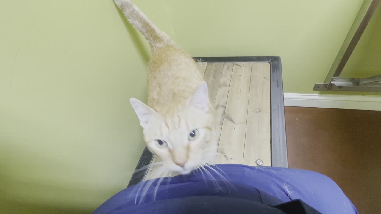 Enlarge Chip, a Adopted Tabby in Columbia, KY video 6/6