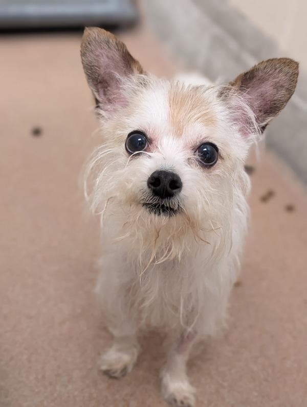 Slinky, Adoptable, Adult Male Yorkshire Terrier.