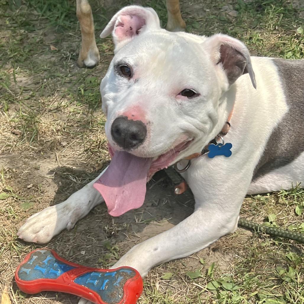 Crookedy, Adoptable, Senior Male Mixed Breed.