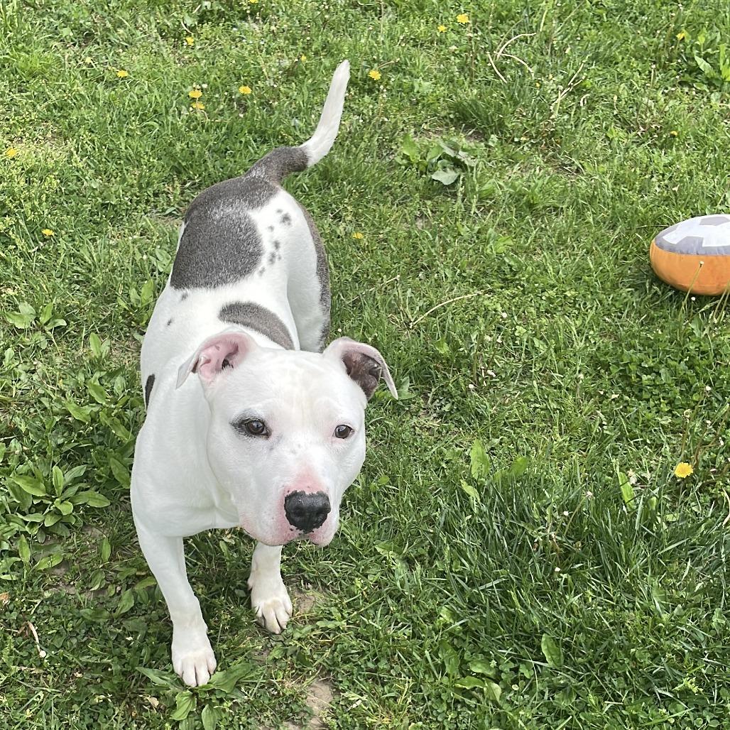 Crookedy, a Adoptable Mixed Breed in South Haven, MI image 2/6