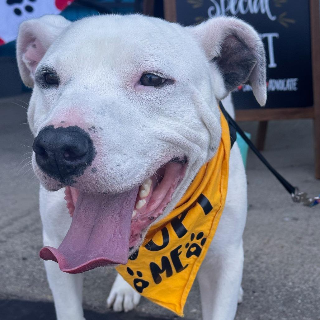 Crookedy, a Adoptable Mixed Breed in South Haven, MI image 4/5