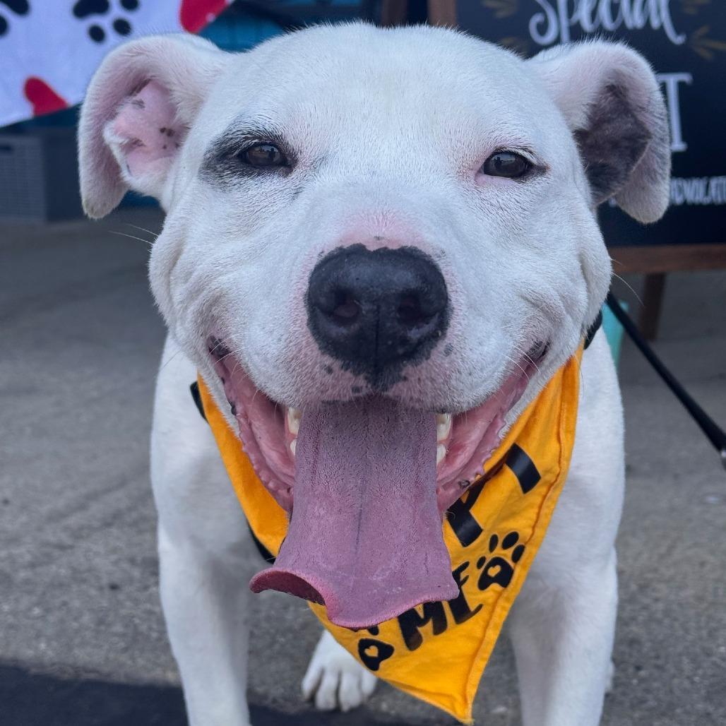 Crookedy, a Adoptable Mixed Breed in South Haven, MI image 5/6