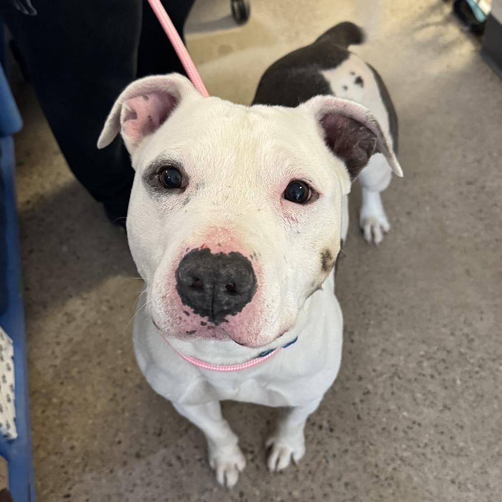 Crookedy, a Adoptable Mixed Breed in South Haven, MI image 6/6