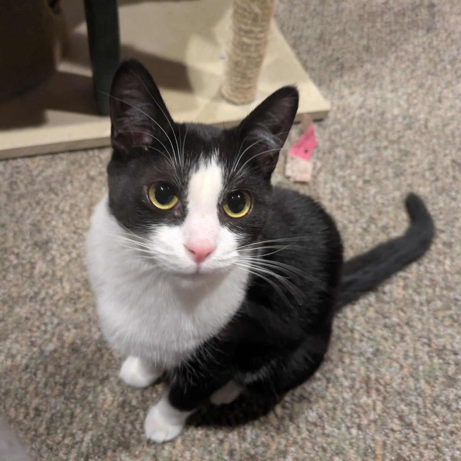 Cranberry, a Adoptable Domestic Short Hair in Hudsonville, MI image 1/2