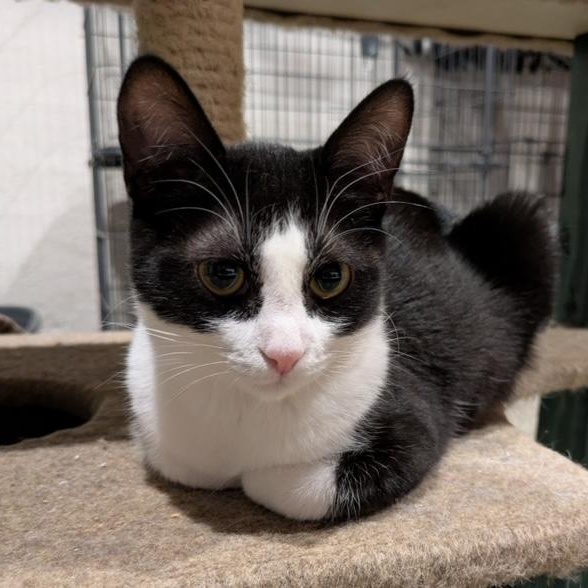 Cranberry, Adoptable, Kitten Female Domestic Short Hair.