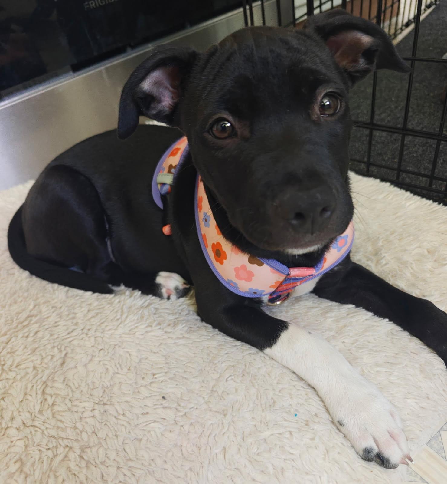 Lassen, a Adoptable mixed breed in Davis, CA image 1/3