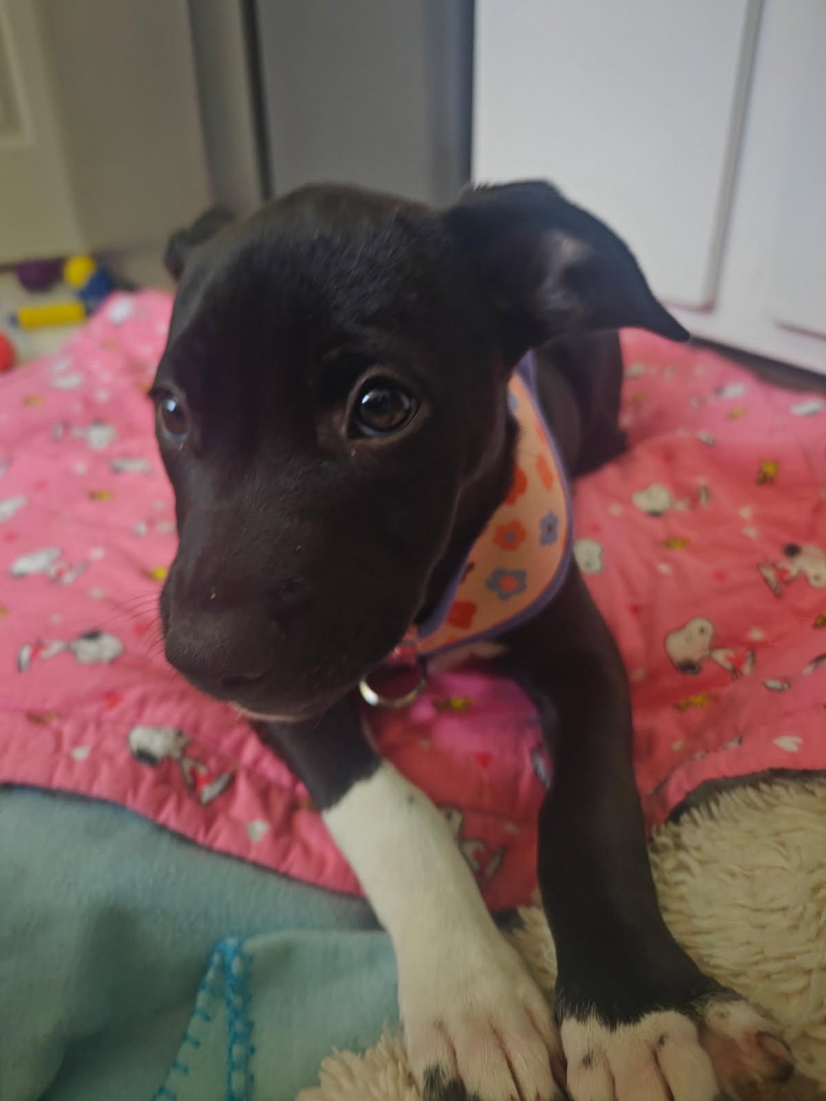Lassen, a Adoptable mixed breed in Davis, CA image 2/3