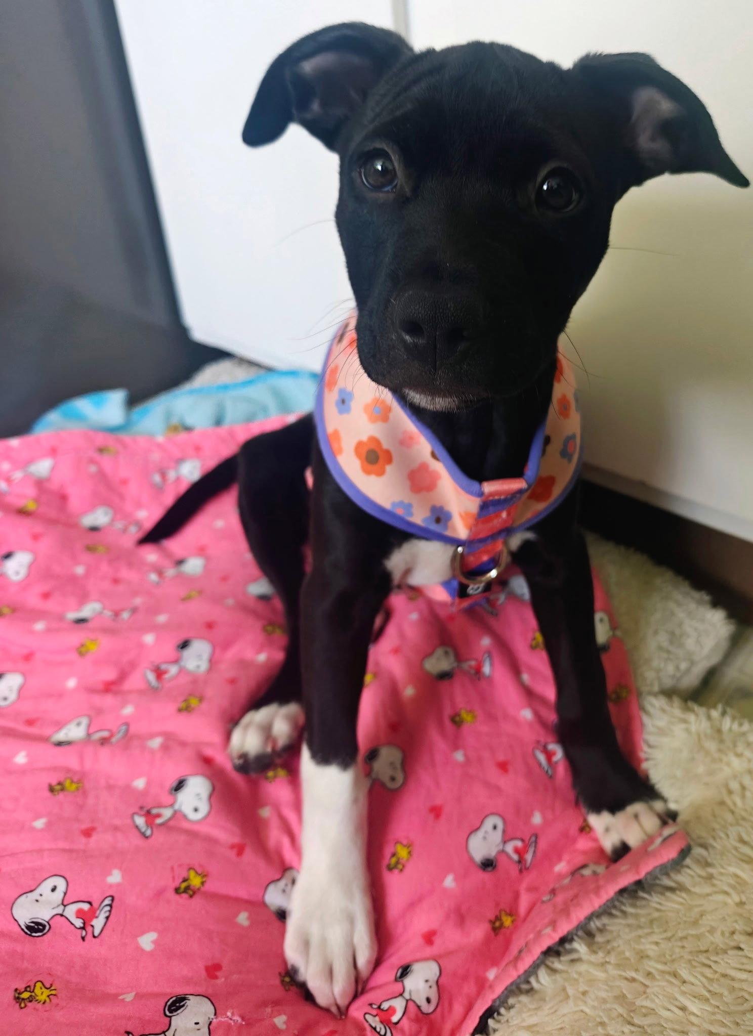 Lassen, a Adoptable mixed breed in Davis, CA image 3/3