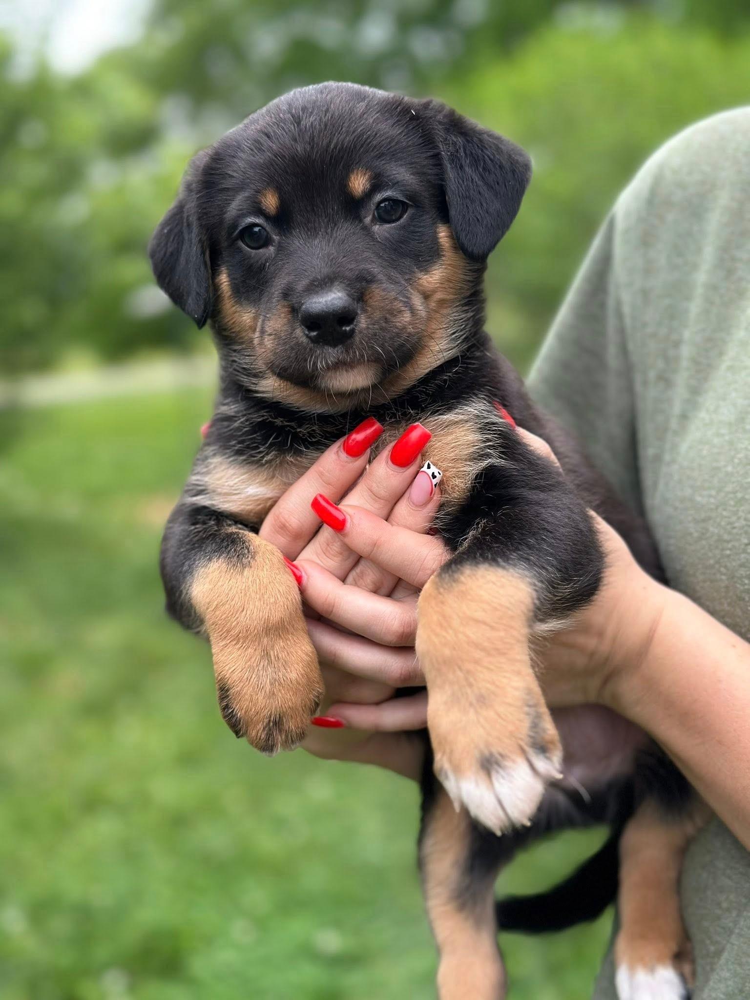 Enlarge Brad, an adopted mixed breed in Harwinton, CT image 1/1