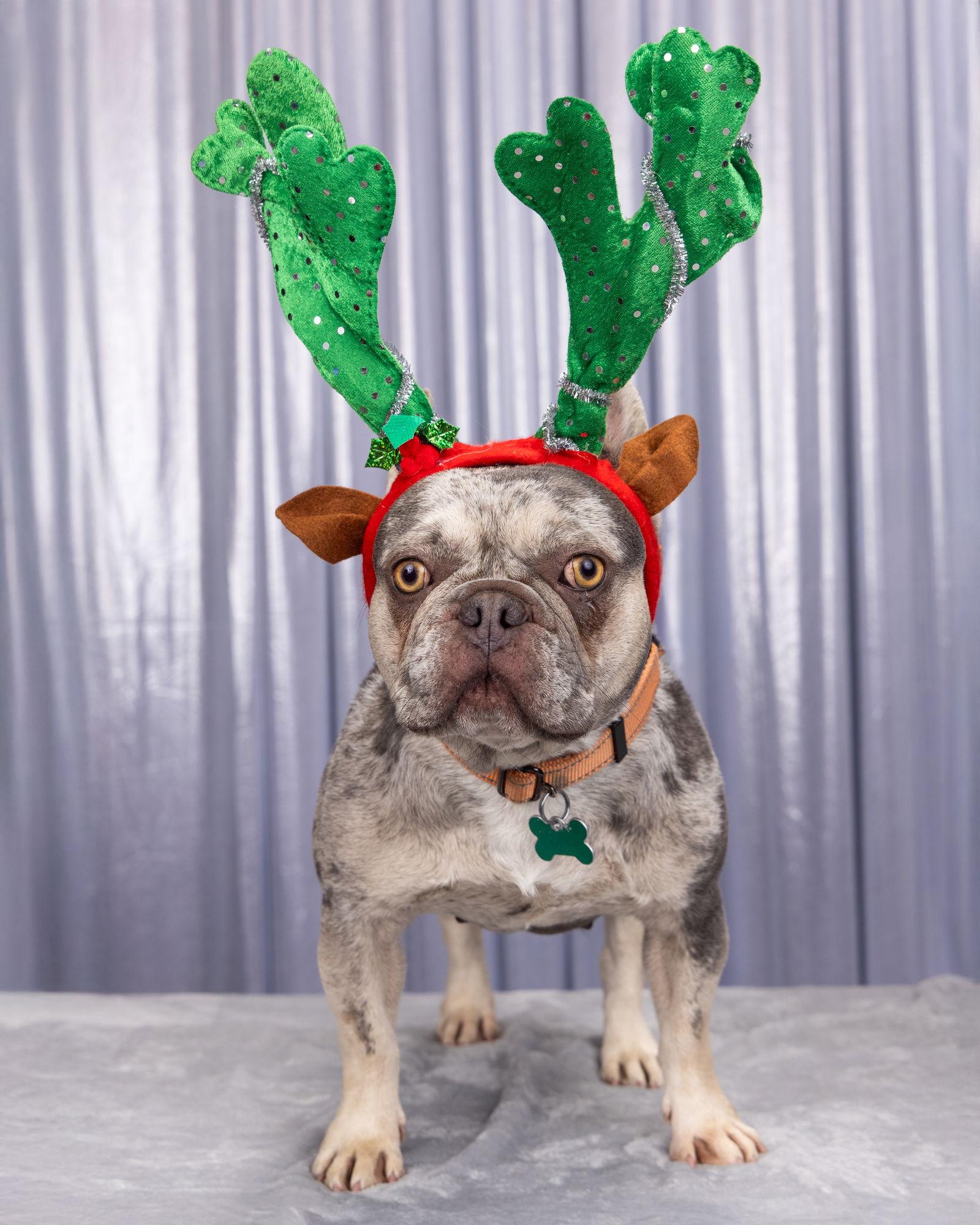 Enlarge Potpourri, a Adoptable French Bulldog in Palo Alto, CA image 1/3