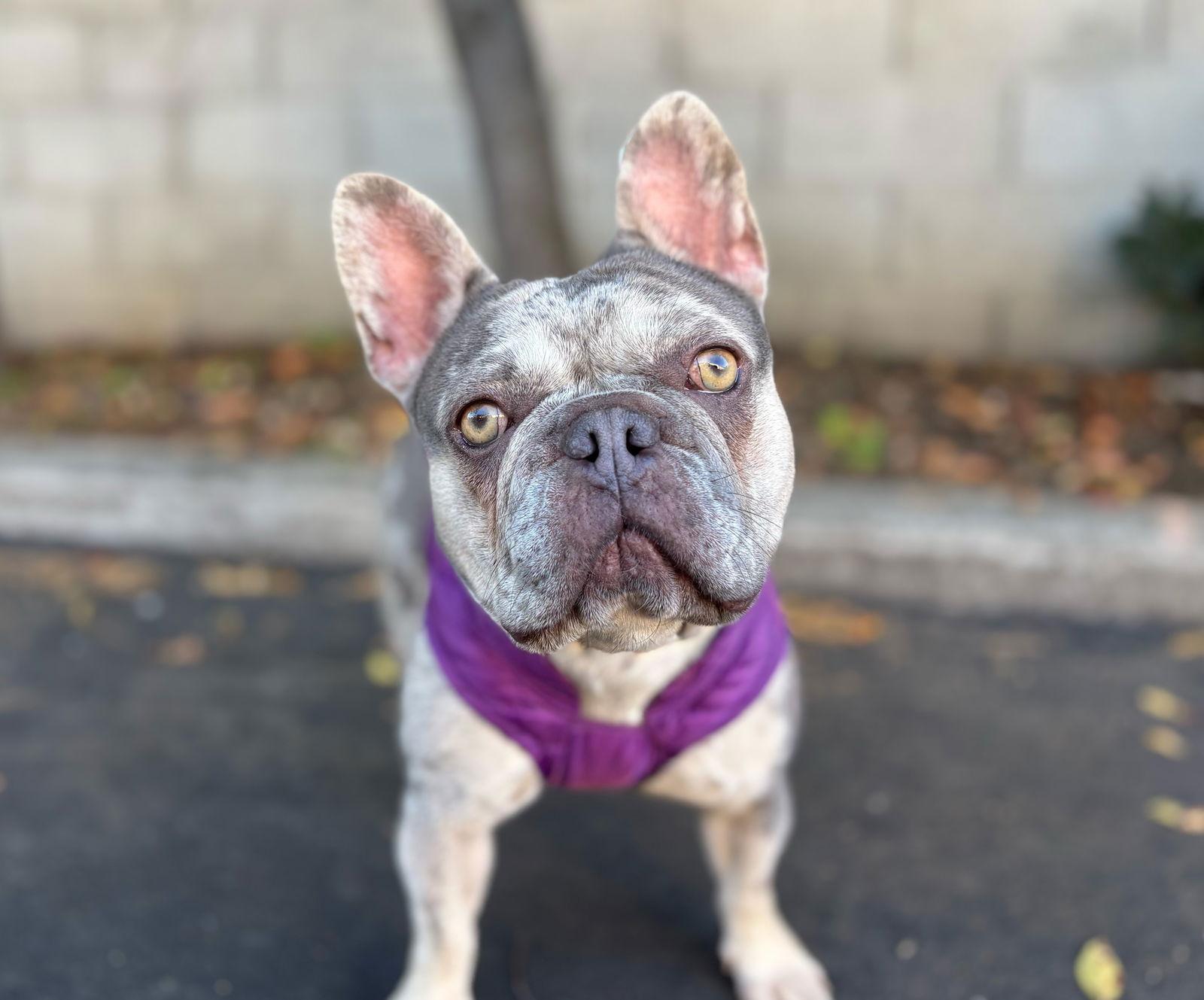 Enlarge Potpourri, a Adoptable French Bulldog in Palo Alto, CA image 2/3