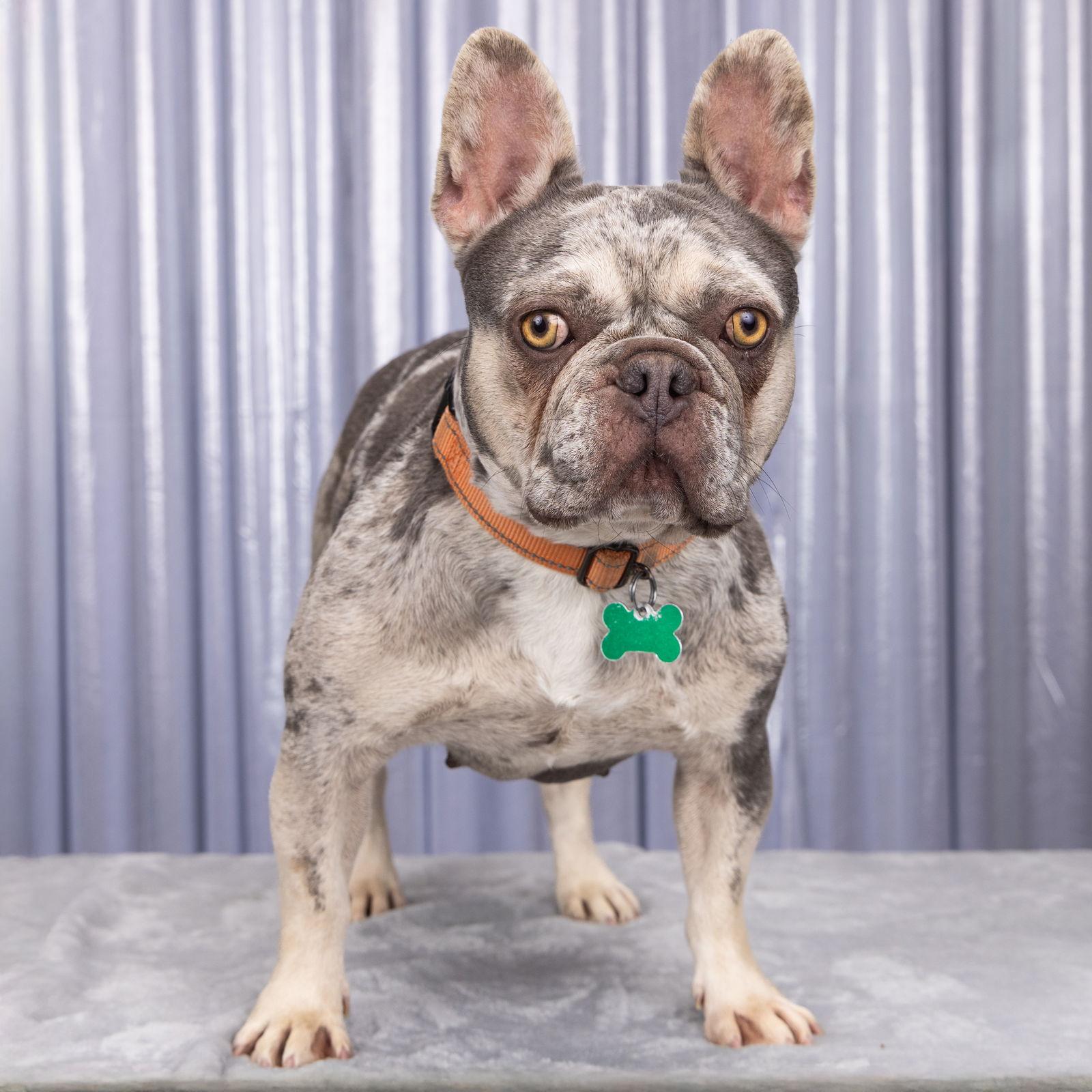 Enlarge Potpourri, a Adoptable French Bulldog in Palo Alto, CA image 3/3
