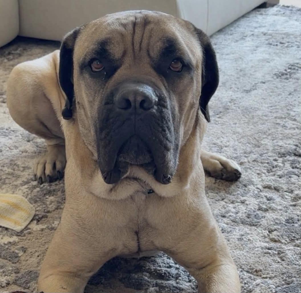 Tank - IL, a ADOPTABLE Bullmastiff in Lisle, IL image 1/3